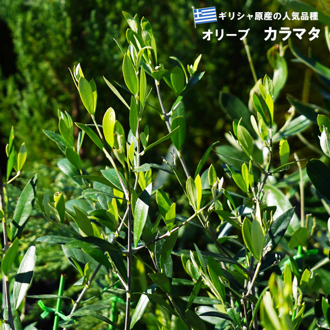 オリーブ カラマタ 