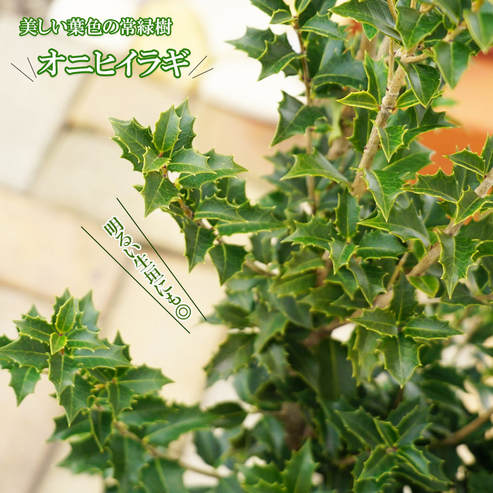 オニヒイラギ