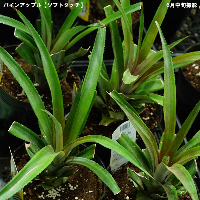 パイナップル ソフトタッチ 4