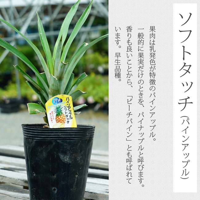 パイナップル ソフトタッチ 3
