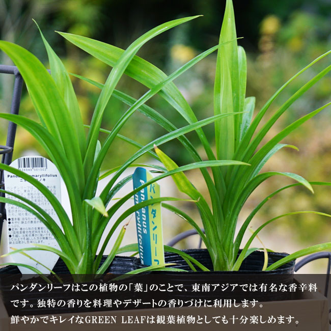 パンダンリーフ