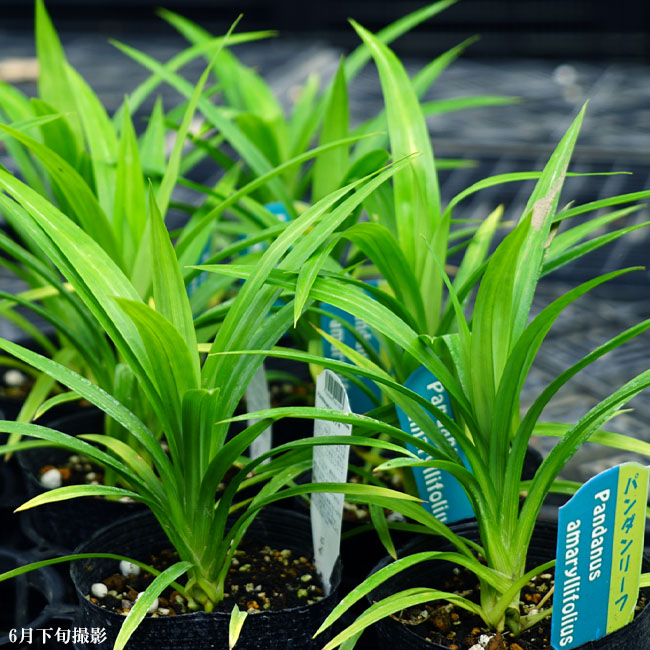 パンダンリーフ