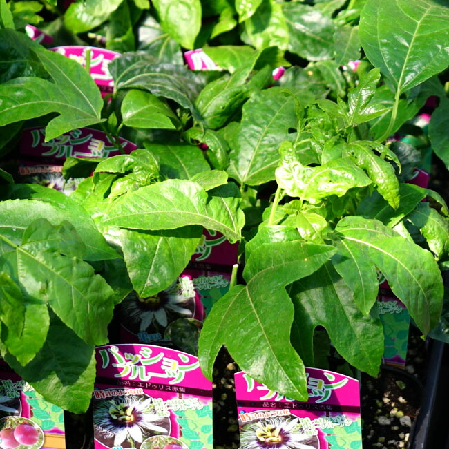 パッションフルーツ エドゥリス 1