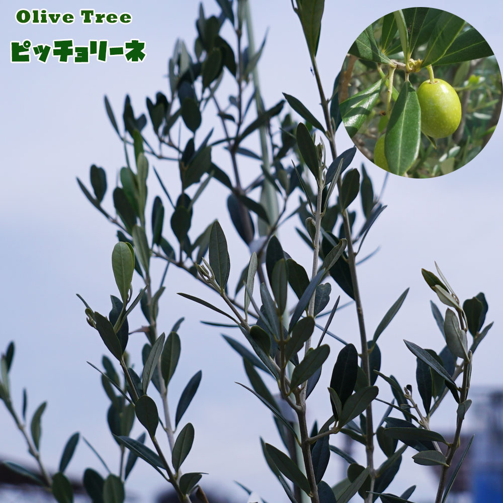 ピッチョリーネ  