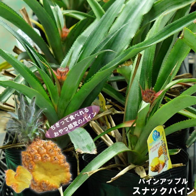 パイナップル スナックパイン 3