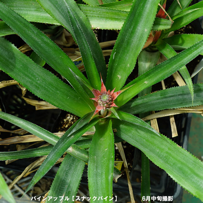 パイナップル スナックパイン 3