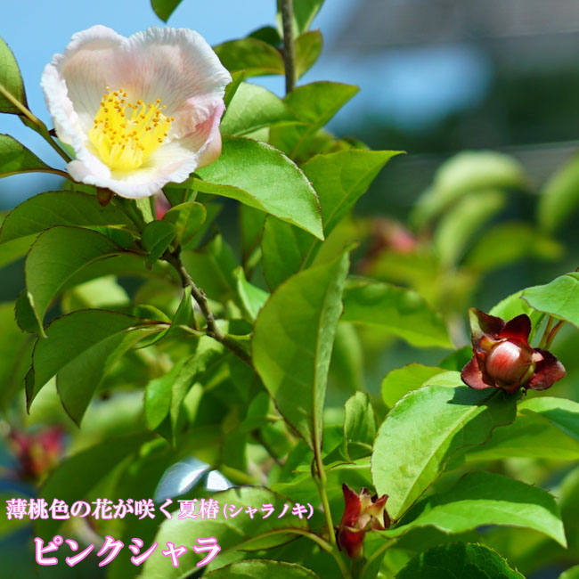 シャラノキ 夜明け前 苗 通販 苗木部 By 花ひろばオンライン