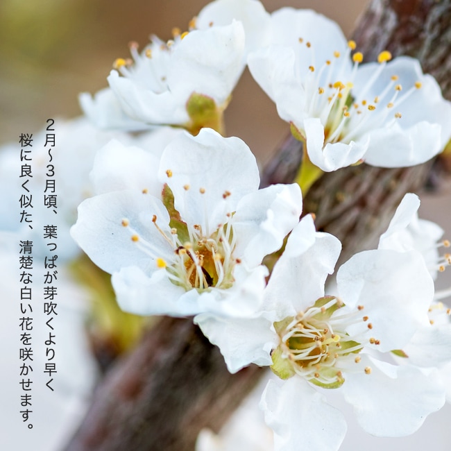 プラム・スモモ サンタローザ 1