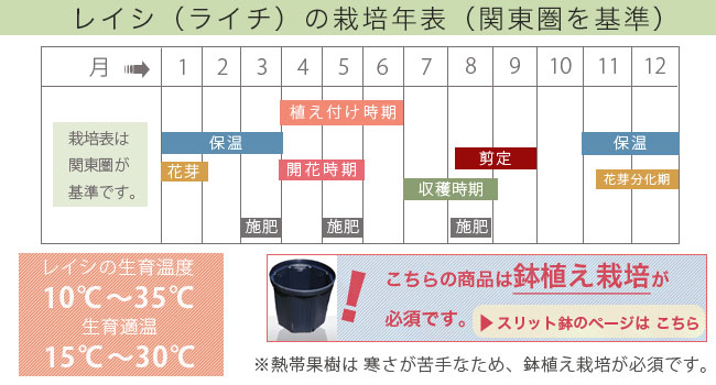 レイシ・ライチ ジャカパット 3