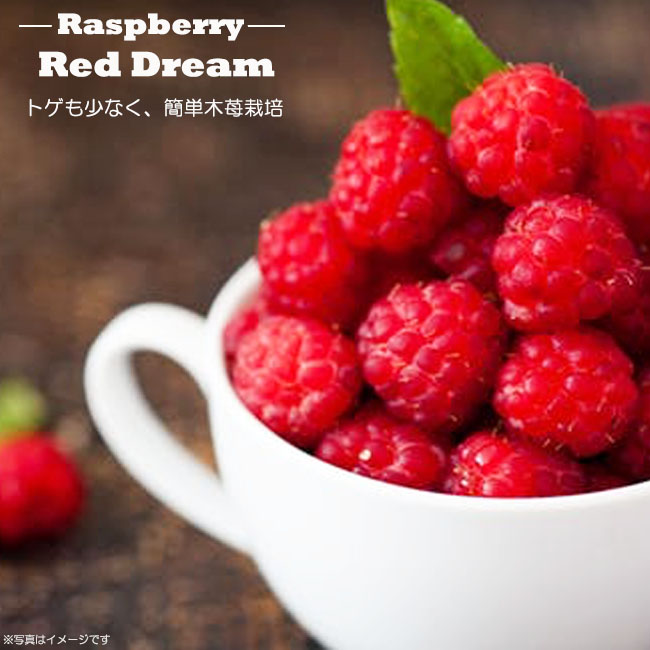ラズベリー キイチゴ 