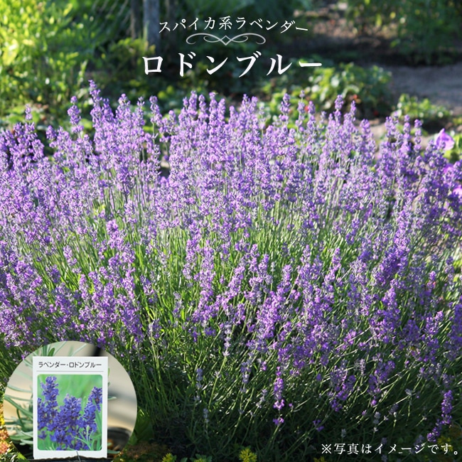 ラベンダー ロドンブルー 