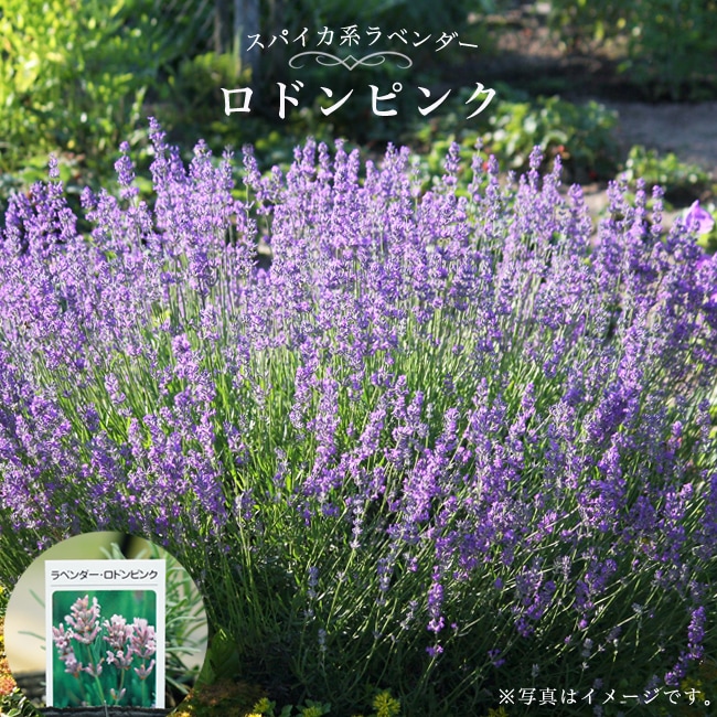 ラベンダー ロドンピンク 