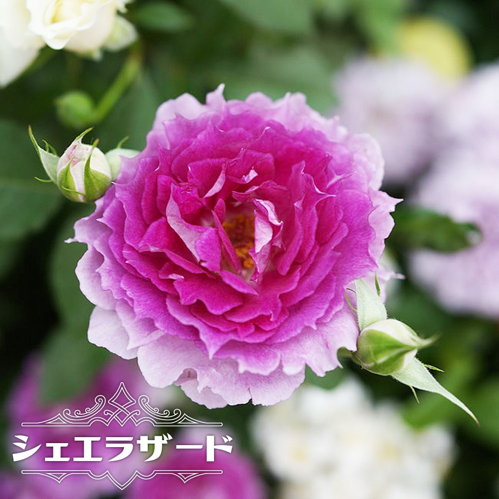 バラ シェエラザード 