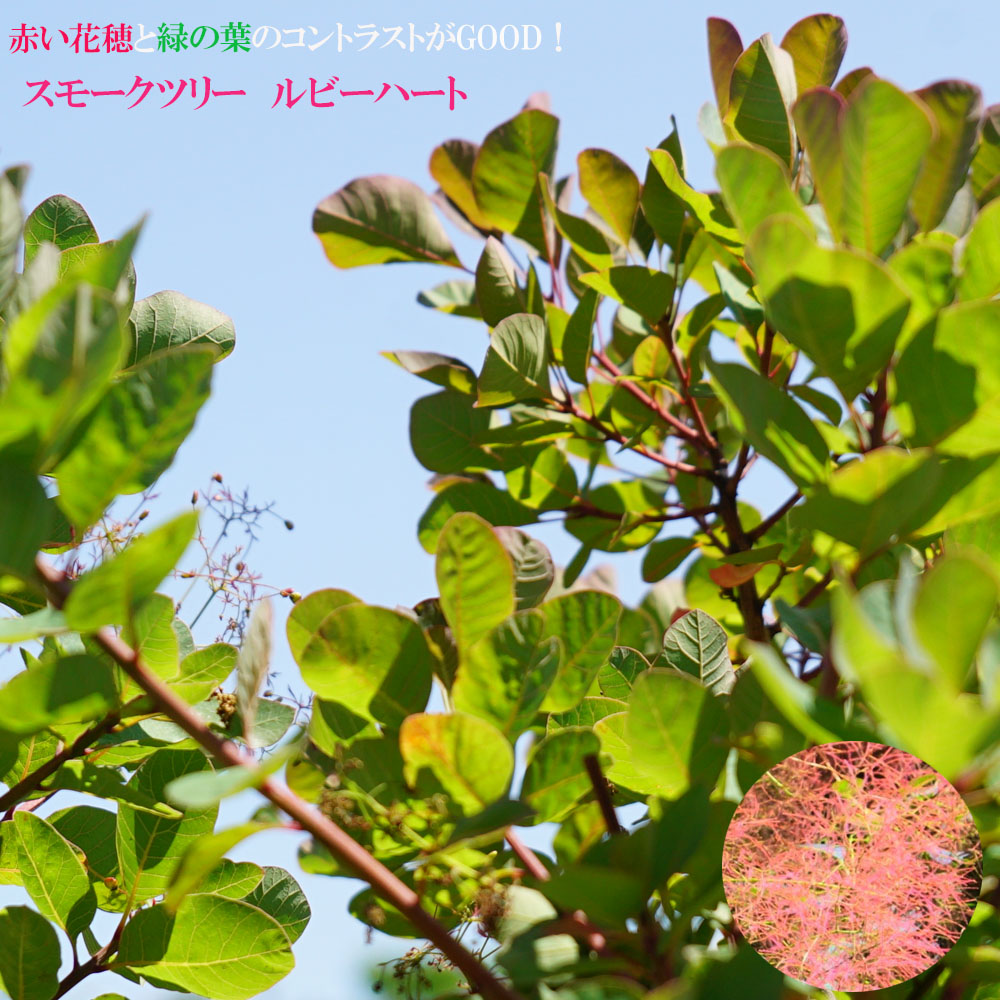 スモークツリー パープルクイーン 