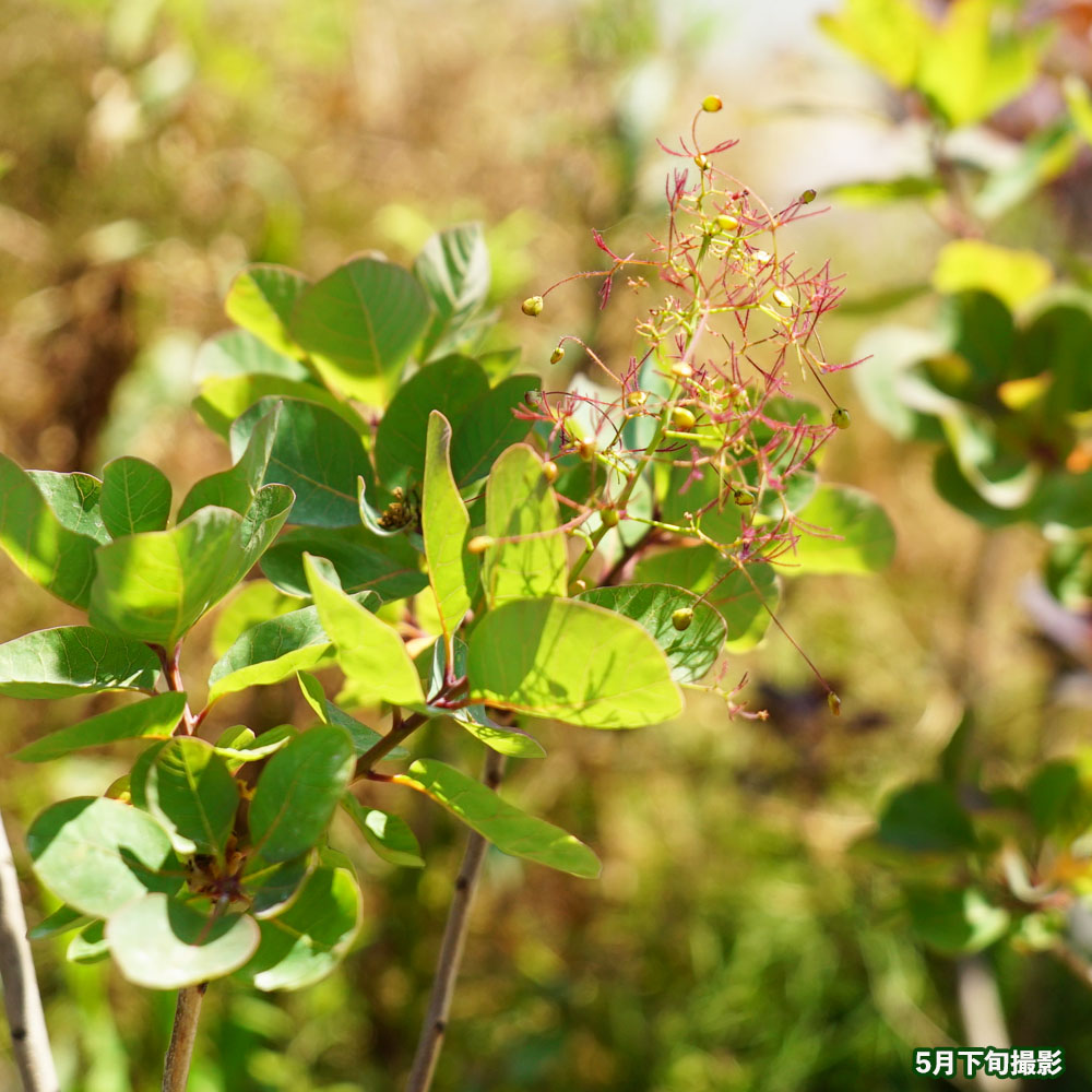 スモークツリー ルビーハート 2