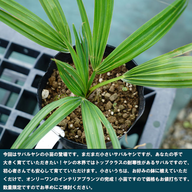 ヤシ サバルヤシ 苗 販売 苗木部 By 花ひろばオンライン