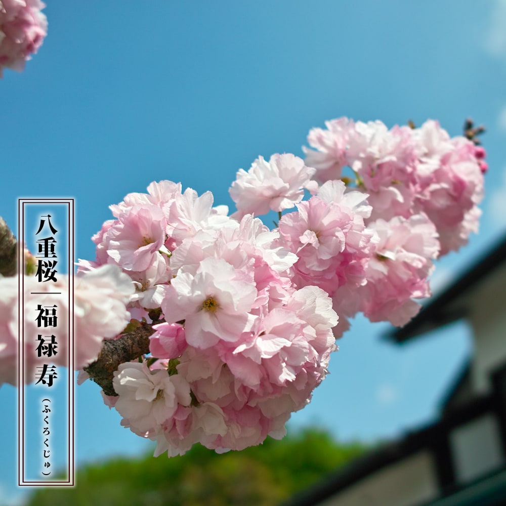福禄寿  2