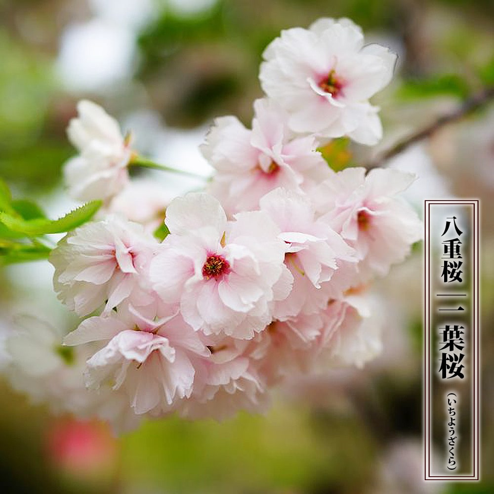 一葉桜  2