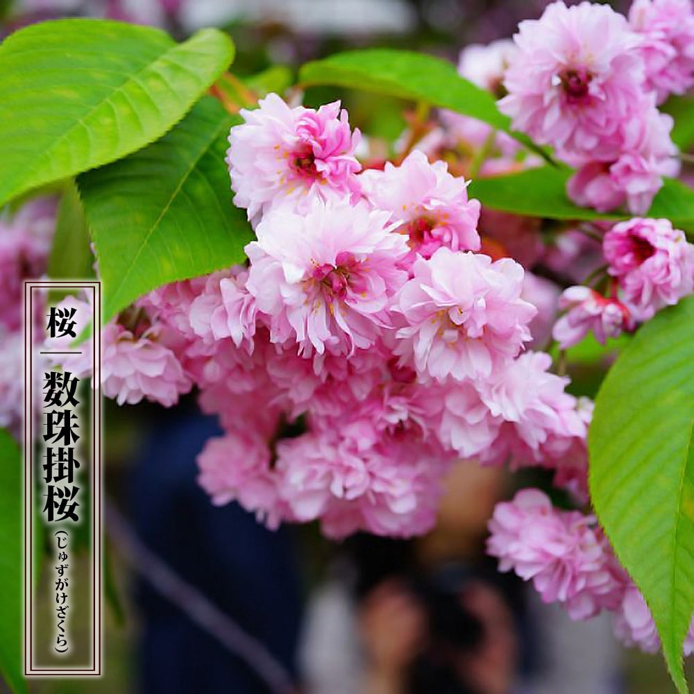 さくら 数珠掛桜 サトザクラ系 苗 販売 苗木部 By 花ひろばオンライン