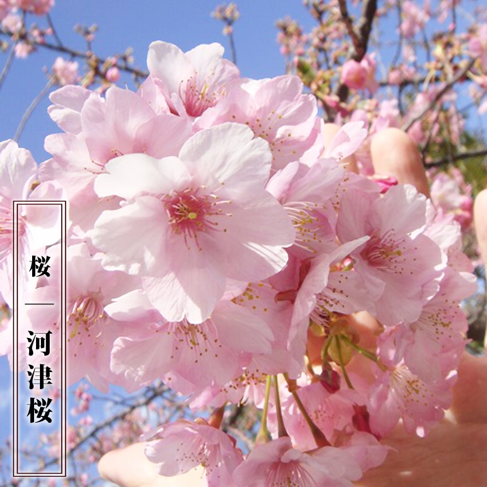 河津桜