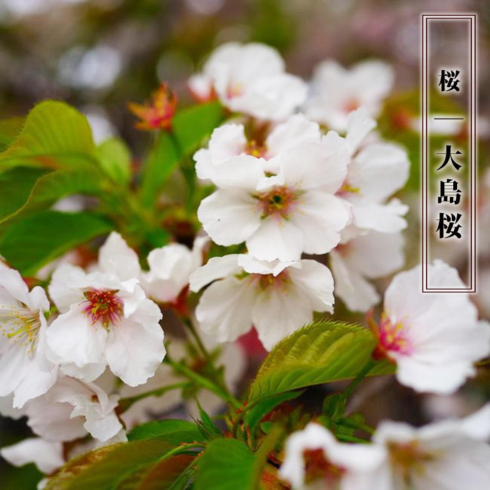 さくら 大島桜 原種系 苗 販売 苗木部 By 花ひろばオンライン