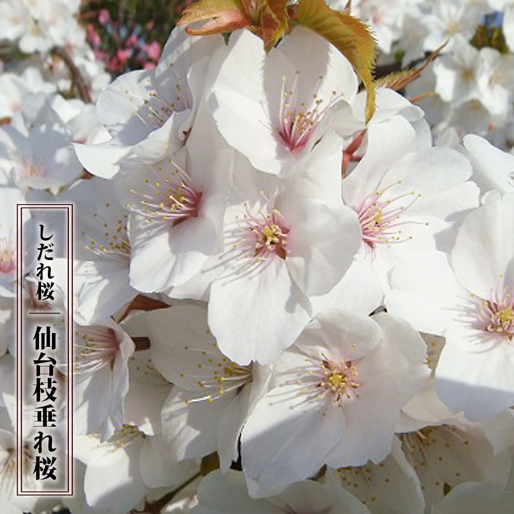 さくら 仙台枝垂れ （センダイシダレ） 