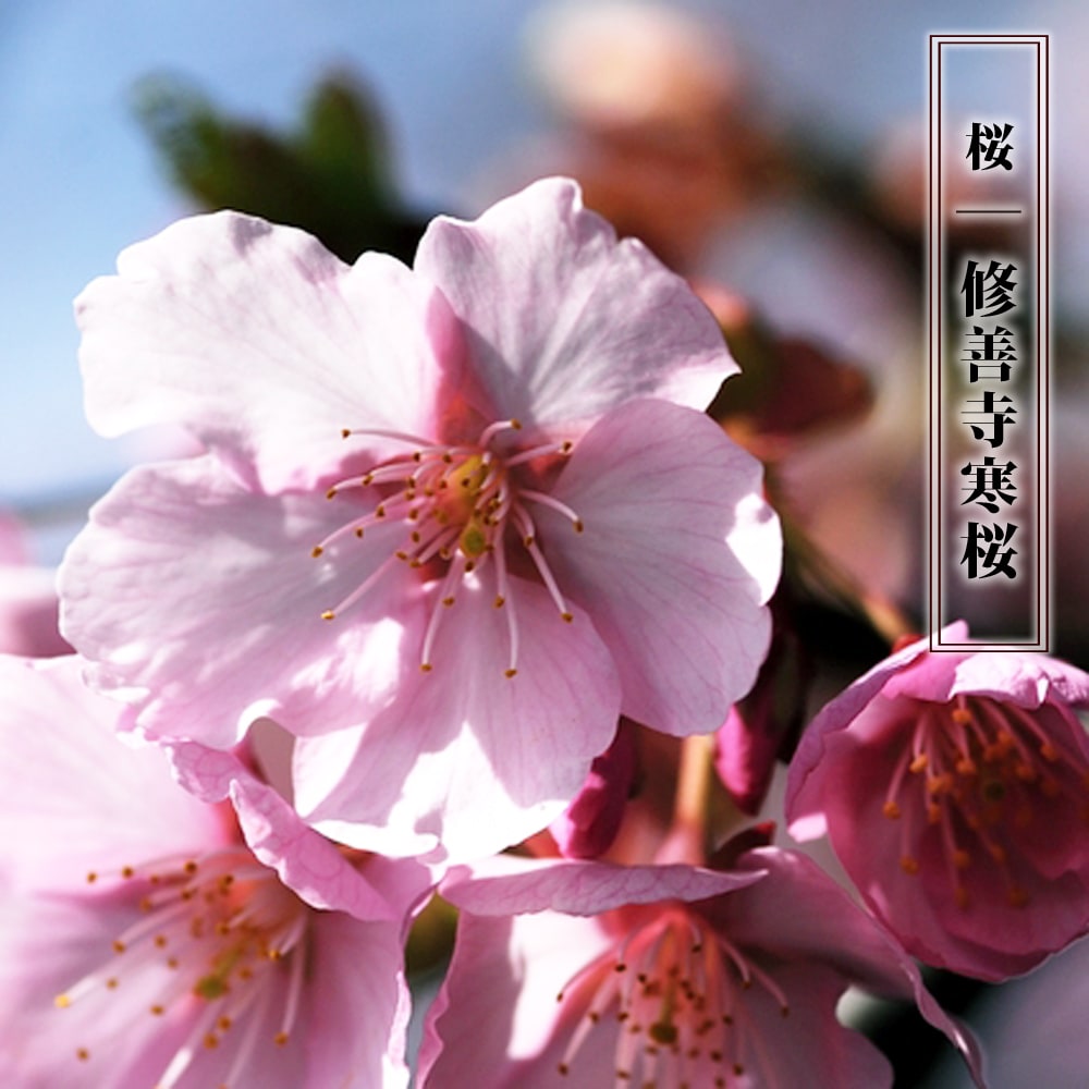 さくら 修善寺寒桜 早咲き カンザクラ系 苗 販売 苗木部 By 花ひろば