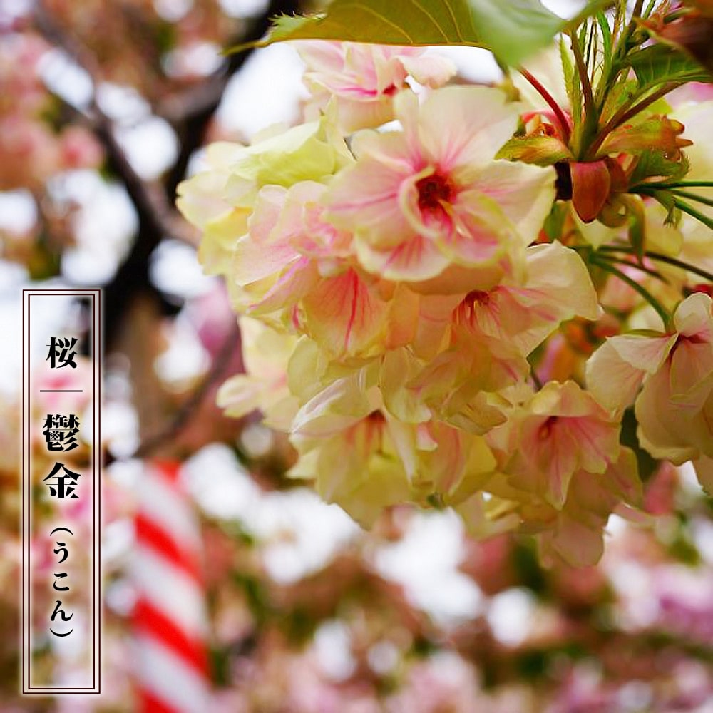 さくら うこん桜（右近桜、鬱金、黄桜） 2