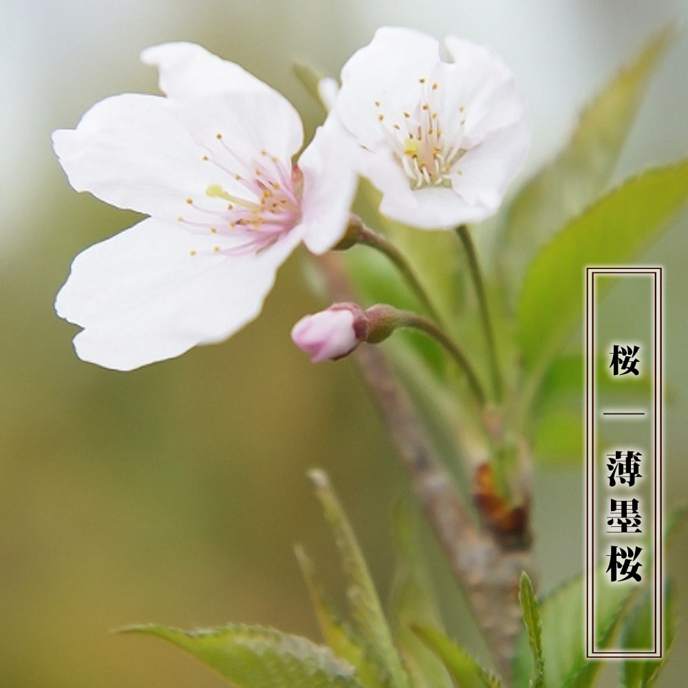 薄墨桜