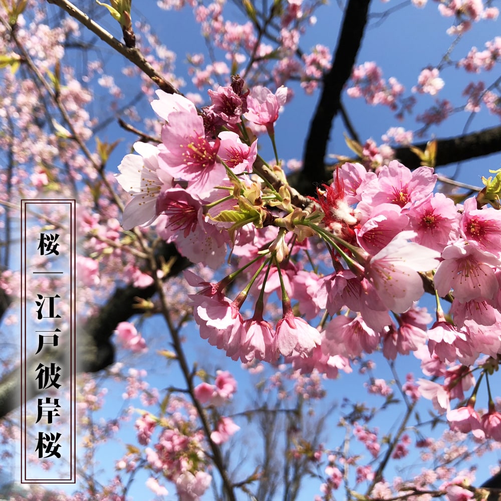 さくら 原種系 江戸彼岸桜 苗 販売 苗木部 By 花ひろばオンライン