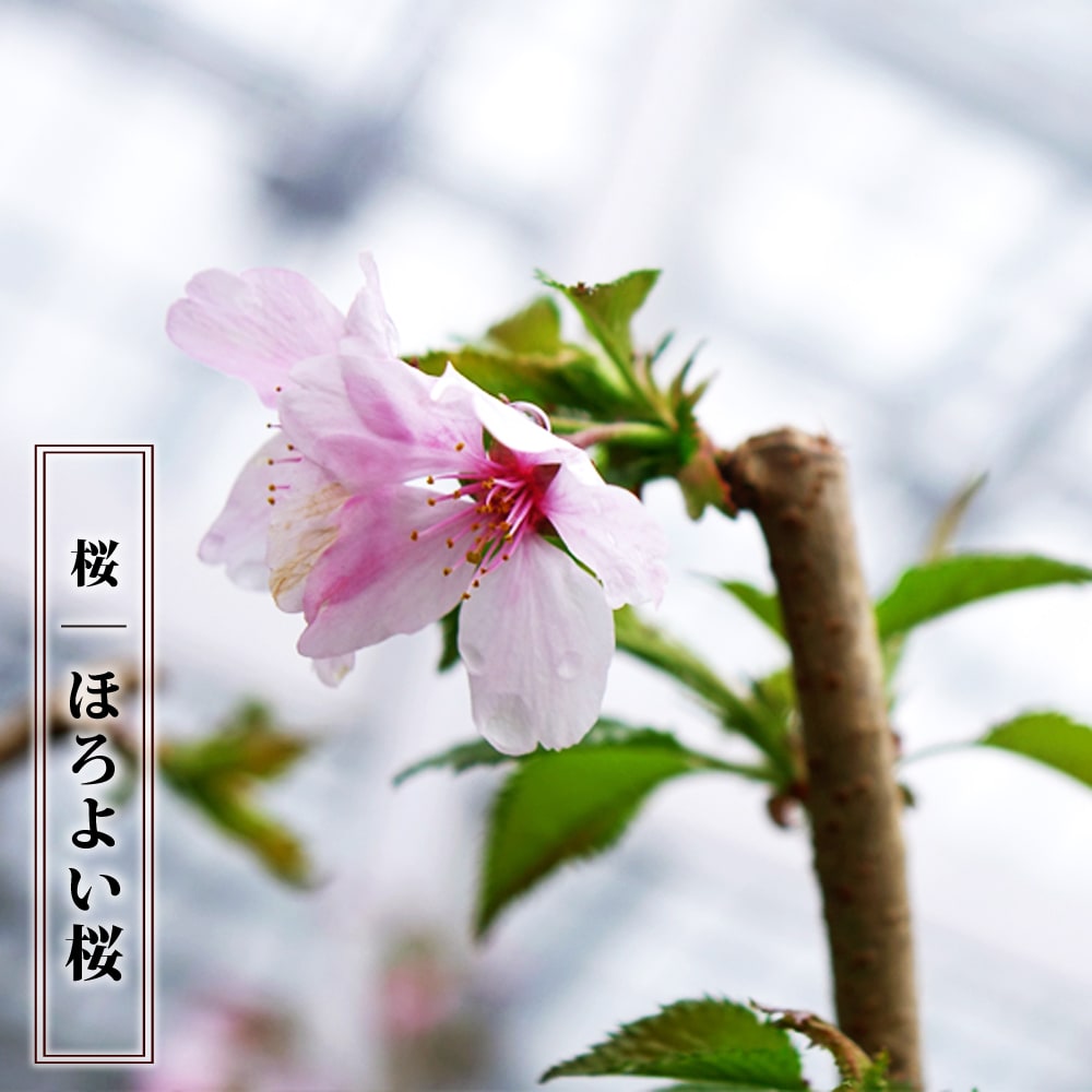 さくら ほろよい桜 苗 販売 苗木部 By 花ひろばオンライン