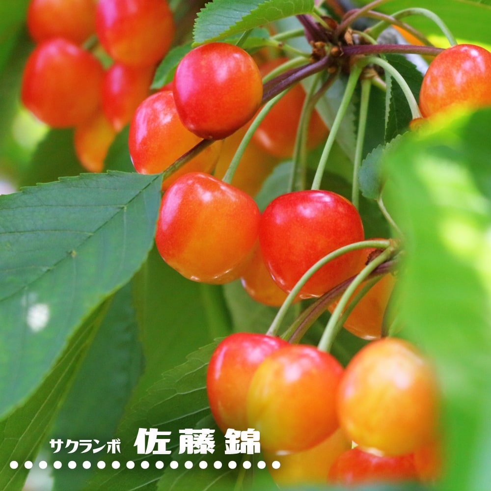 サクランボ 佐藤錦 