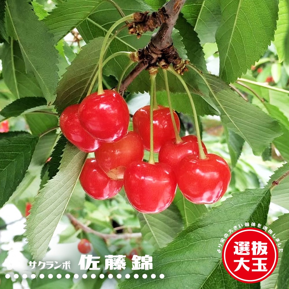 サクランボ 選抜大玉佐藤錦 