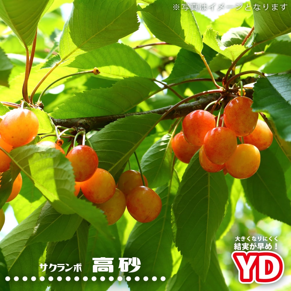 サクランボ 高砂の苗木通販 苗木部 By 花ひろばオンライン