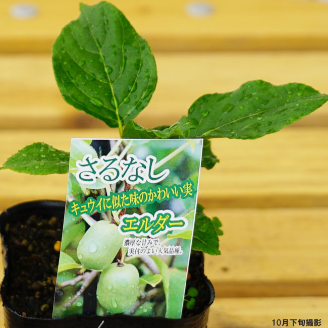 サルナシ エルダー 3