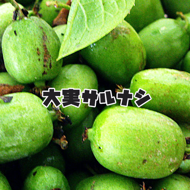 キウイ サルナシ 