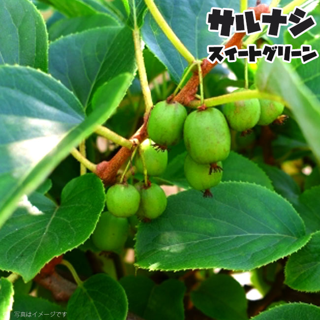 サルナシ スイートグリーン 