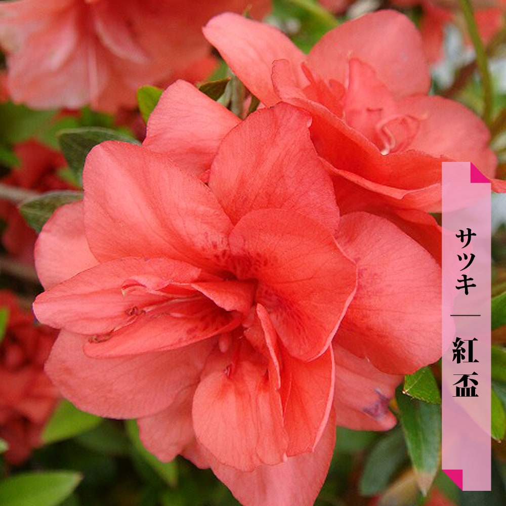 サツキ 紅盃 苗 販売 苗木部 By 花ひろばオンライン