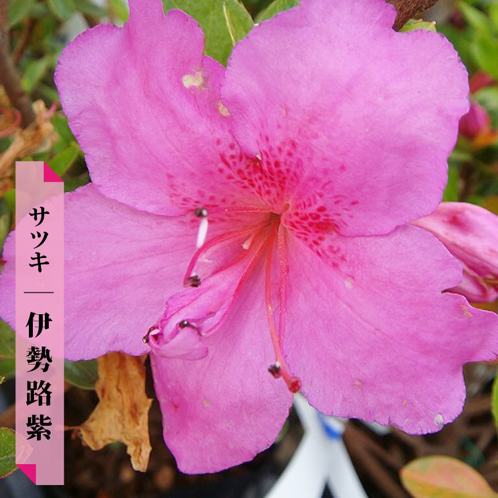 サツキ 伊勢路紫