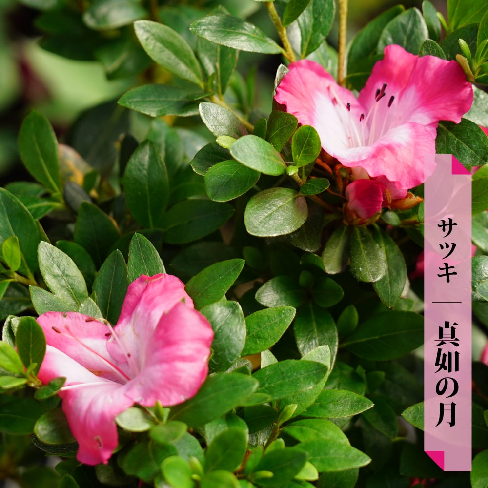 サツキ 真如の月 