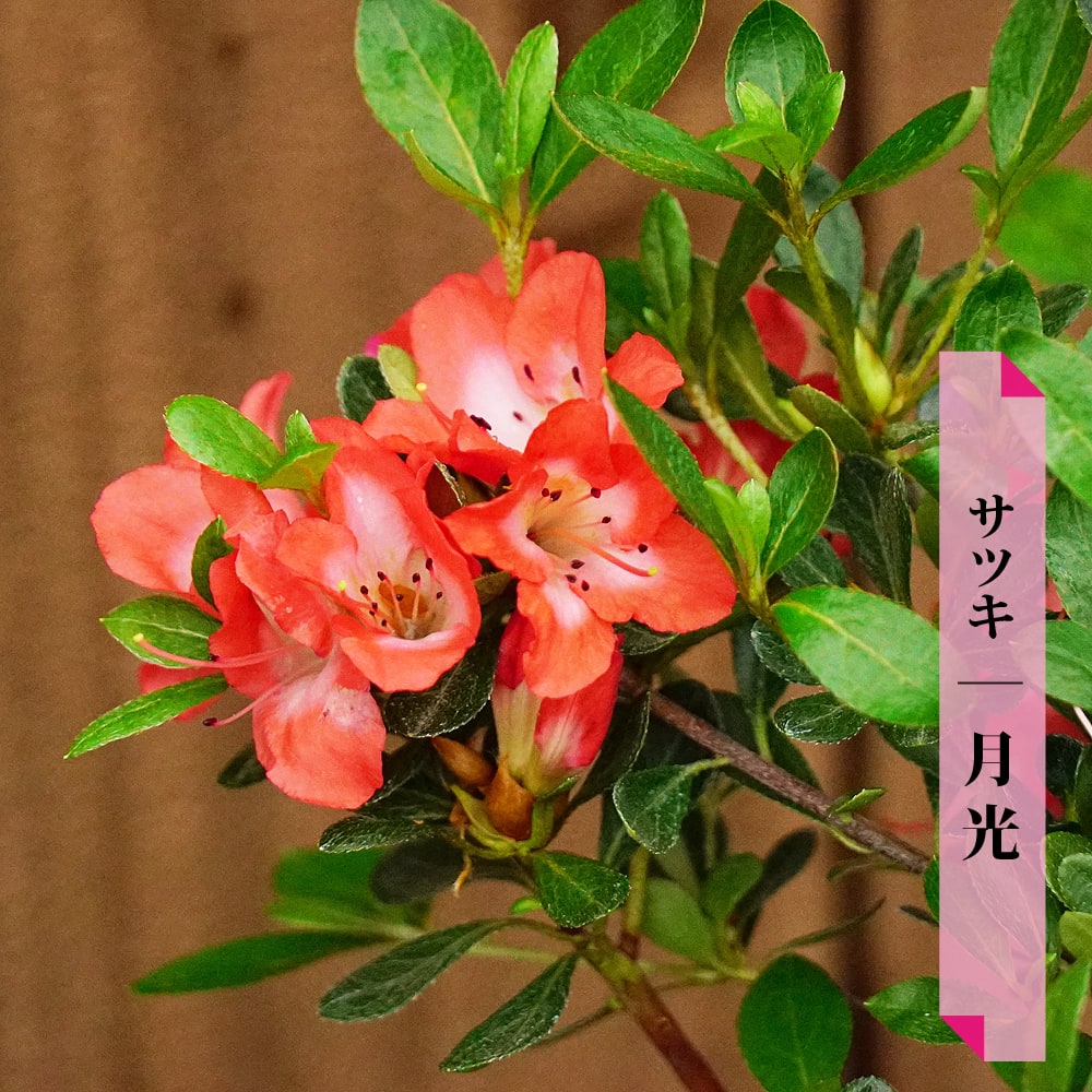 サツキ 月光 