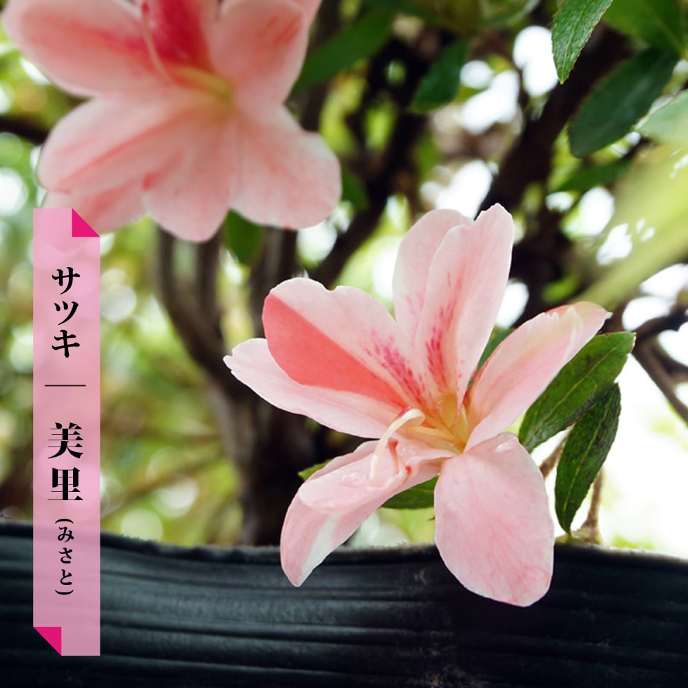 サツキ 美里 (みさと) 