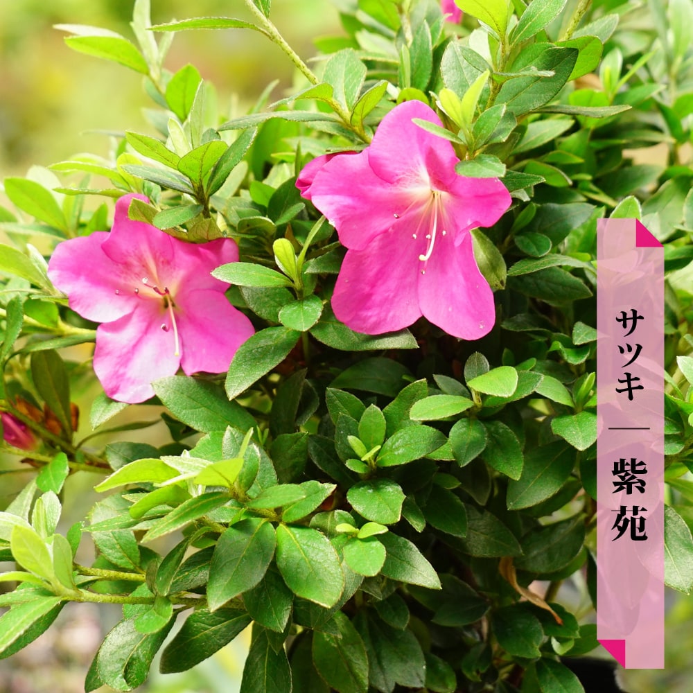 サツキ 紫苑 