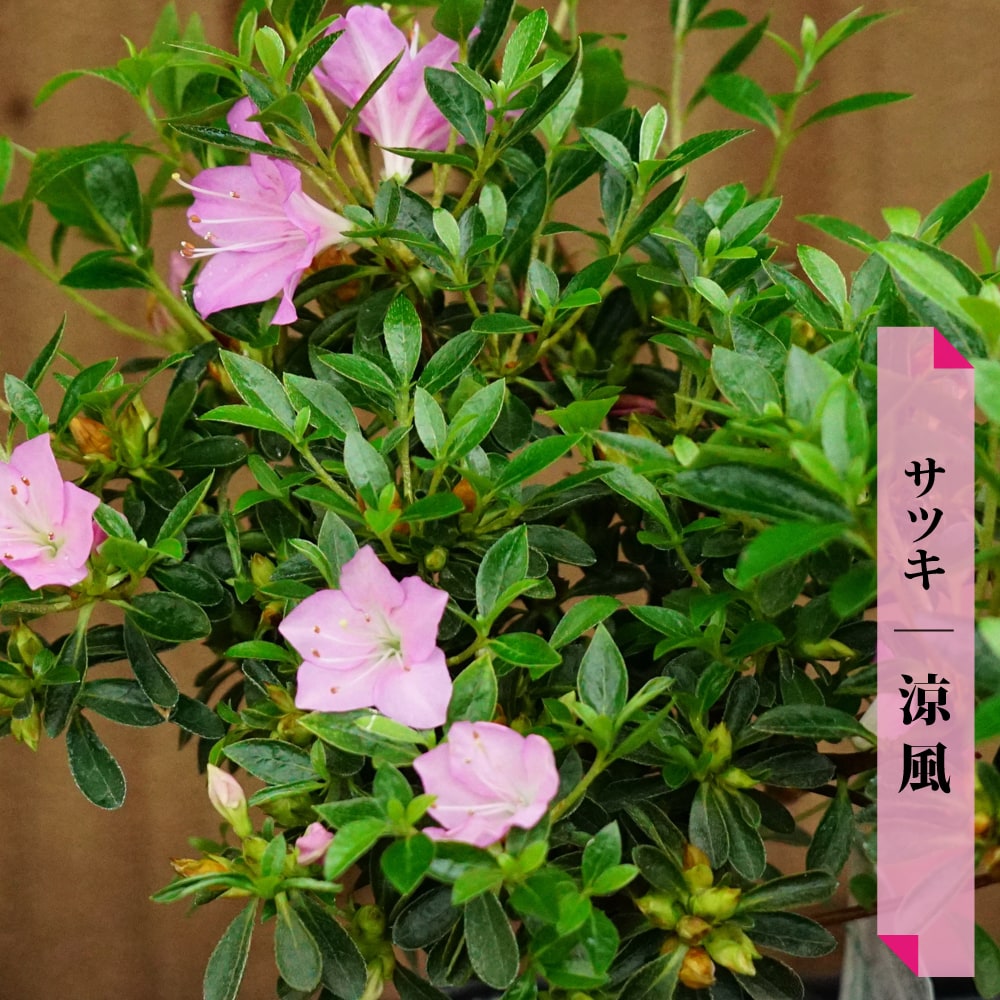 サツキ 涼風 