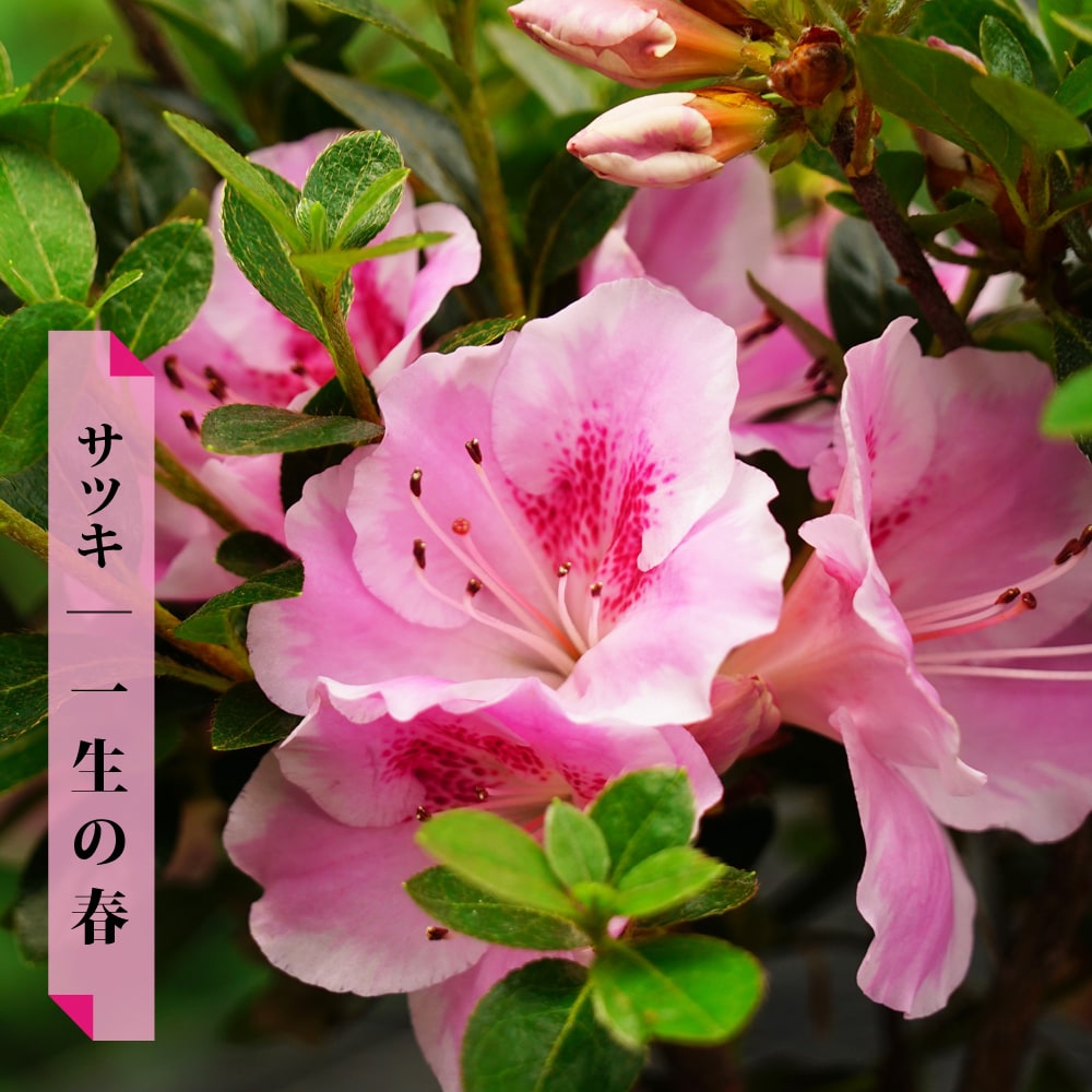 サツキ 一生の春