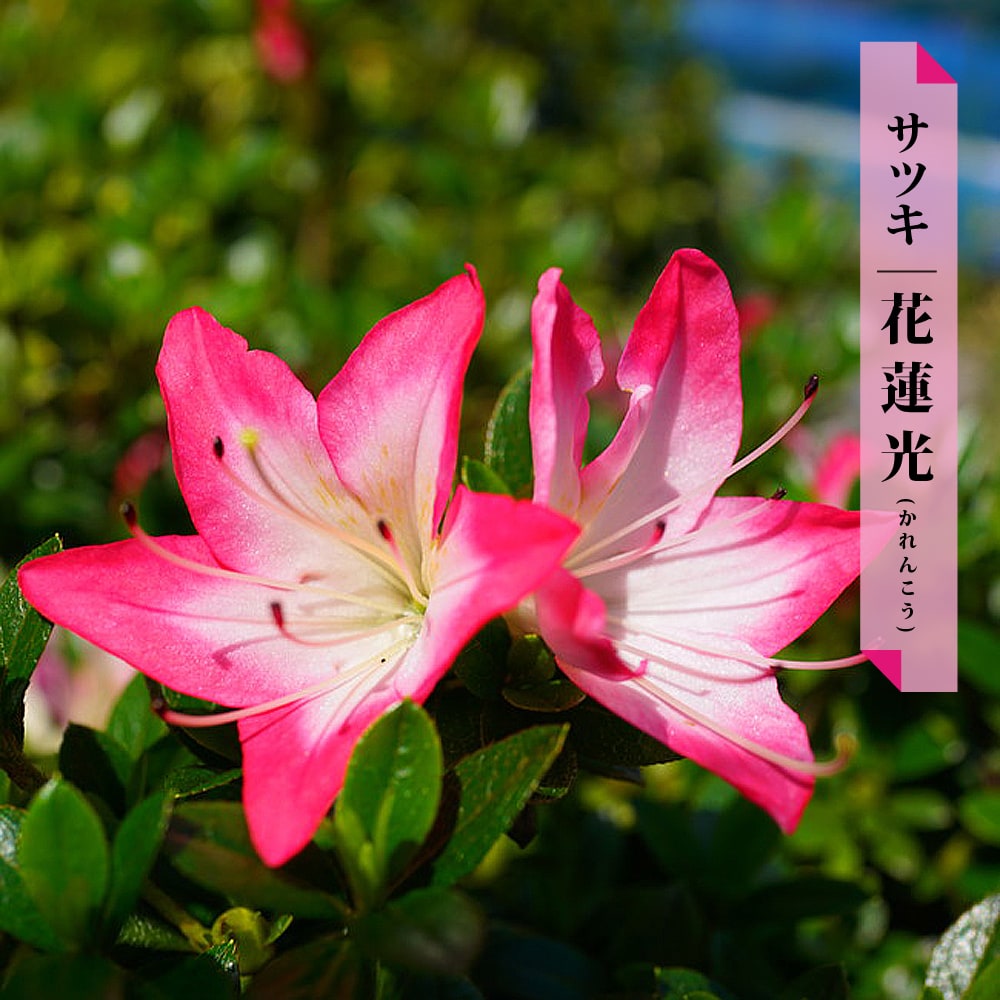 サツキ 花蓮光 (かれんこう)  