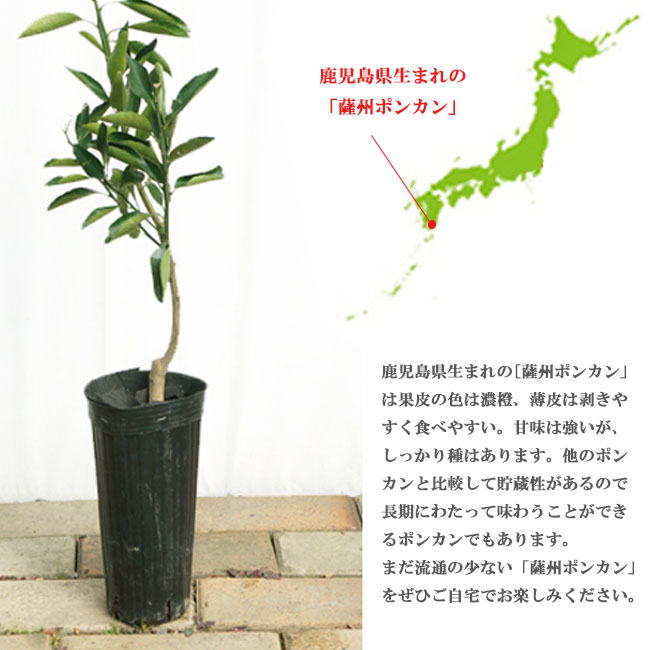 柑橘 ポンカン 