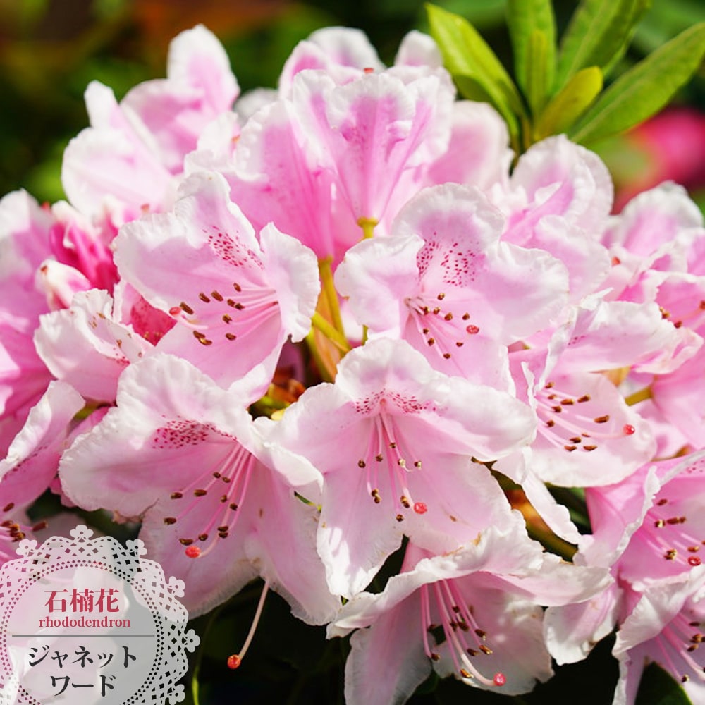 シャクナゲ ジャネットワード 