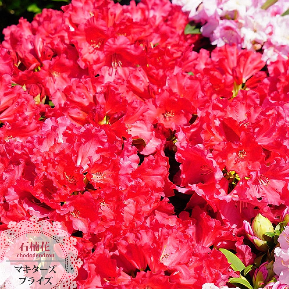 シャクナゲ マキターズプライズ 