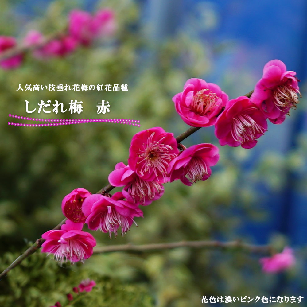 ウメ 赤 八重咲き  3